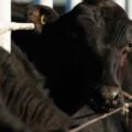 ‘Betrayal’: US ranchers lash out at Trump’s plan to cut tax on beef imports